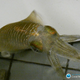 An adult bigfin reef squid.